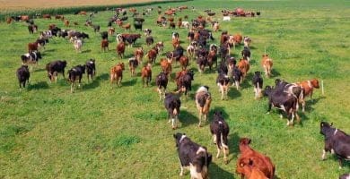 Curso de drone em Mairiporã - SP